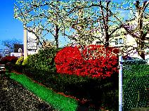 (optional trees photo added)